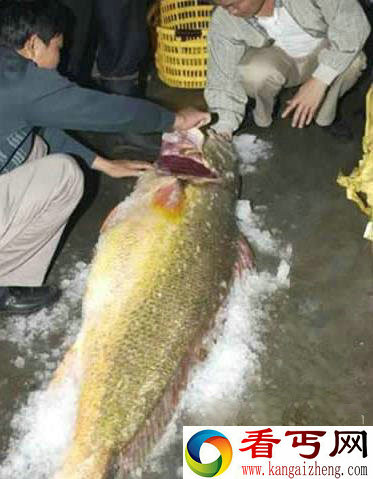 世界上最贵的鱼血红龙500万/金钱鳘300万