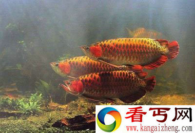 世界上最贵的鱼血红龙500万/金钱鳘300万