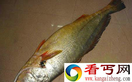 世界上最贵的鱼血红龙500万/金钱鳘300万