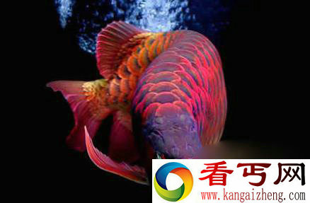 世界上最贵的鱼血红龙500万/金钱鳘300万