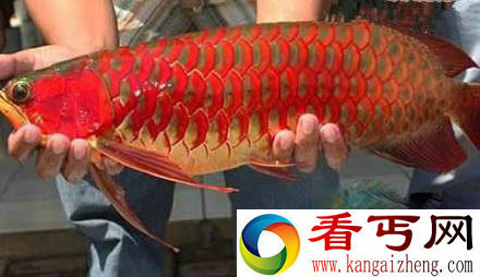 世界上最贵的鱼血红龙500万/金钱鳘300万