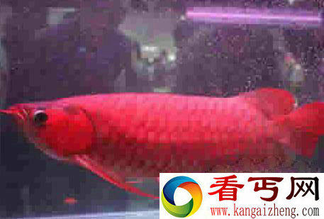 世界上最贵的鱼血红龙500万/金钱鳘300万