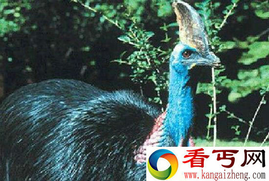 最危险的鸟类威胁人类生命 爪子锋利瞬间毙命
