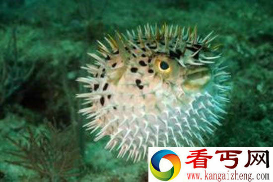 动物世界十大恐怖僵尸人类僵尸有记录!