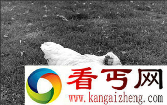 无头鸡始末 到底为何斩掉头颅保持不死！