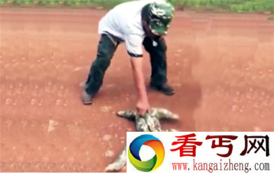 水鬼真身竟是树懒?水鬼骇人真相曝光