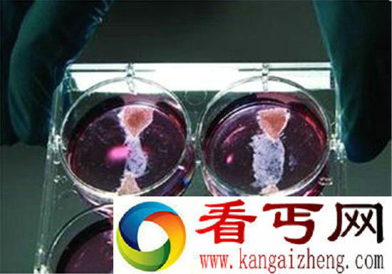 科学家预言未来人造肉将成为主流