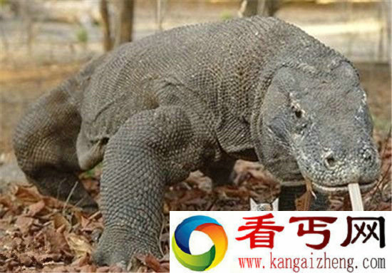 远古巨兽大复活 史前巨兽古巨蜥