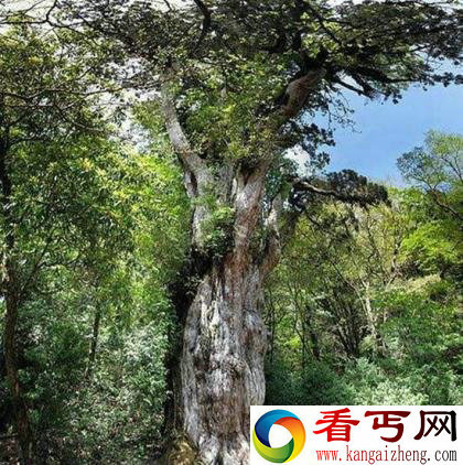 世界上现存的十棵最古老树木 已5000岁了!