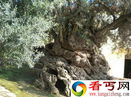 世界上现存的十棵最古老树木 已5000岁了!
