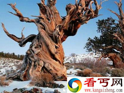 世界上现存的十棵最古老树木 已5000岁了！