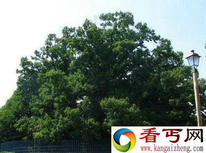世界上现存的十棵最古老树木 已5000岁了!