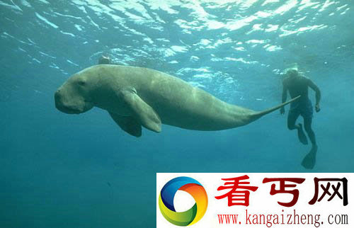 海洋生物
