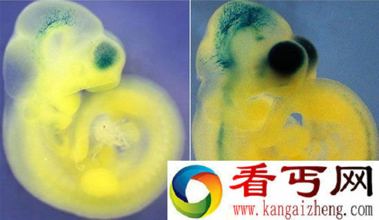 美国科学家慌了！中国修改人类胚胎基因研究成功