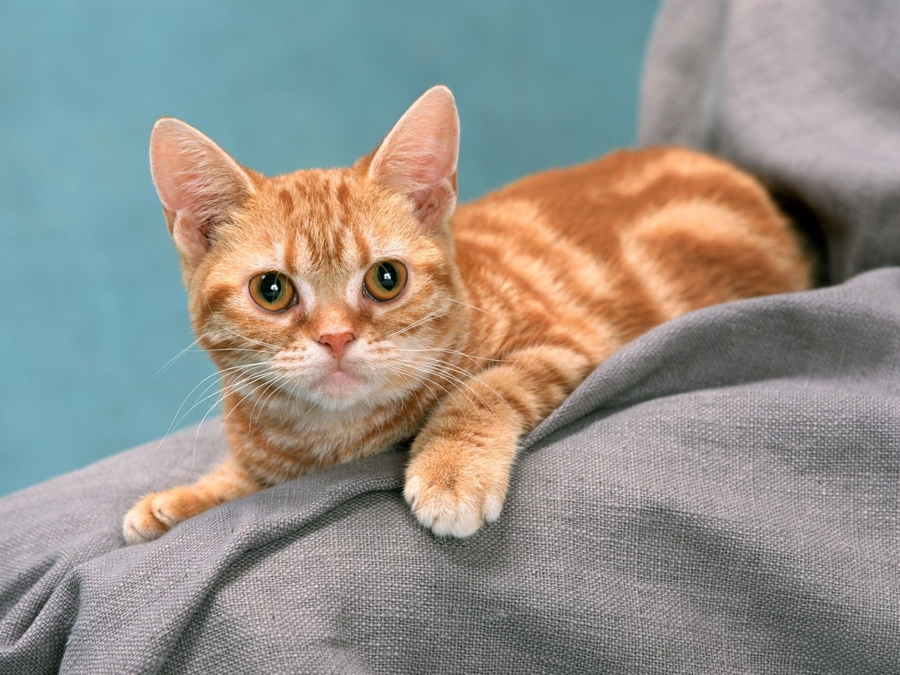 杭州女孩给猫当保姆月薪6000元