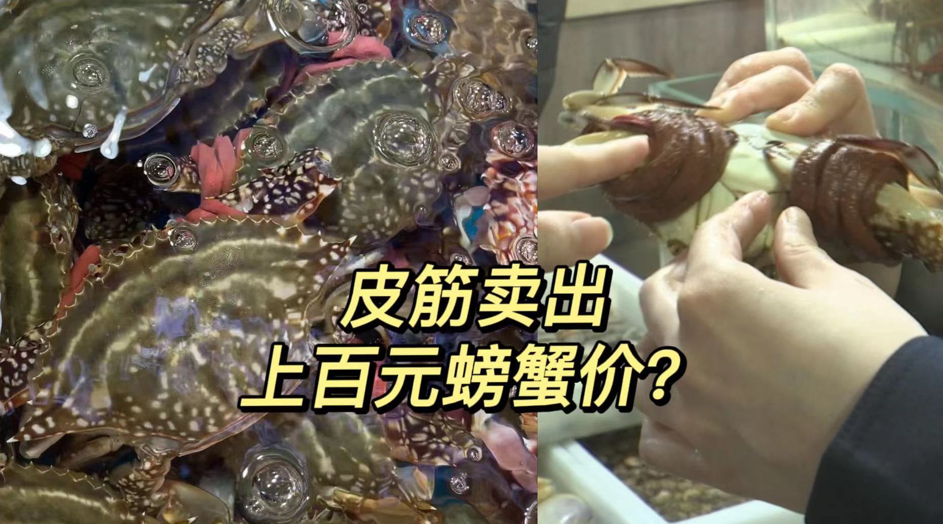 一斤皮筋卖出上百元螃蟹价