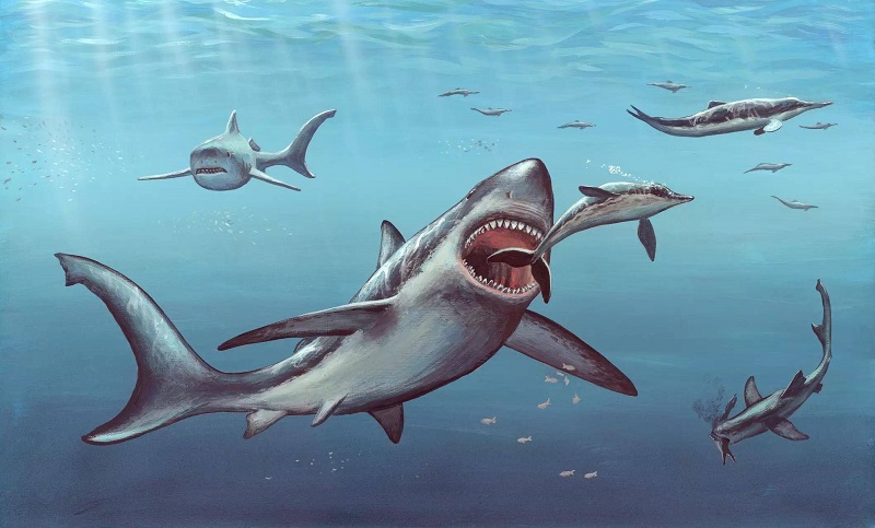 巨齿鲨还活着吗史前巨齿鲨还活着吗