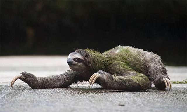 树懒为什么会拉人下水 树懒为什么会趴在树上