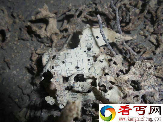 老人4万元钱压箱底被蚂蚁吃光只剩防伪金线（图）