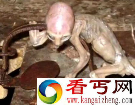 外星人婴儿