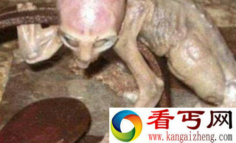 外星人宝宝降临墨西哥农场