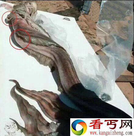 澳大利亚发现美人鱼尸体 组图