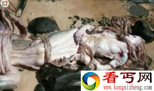 震惊!黑鳞鲛人活着的样子