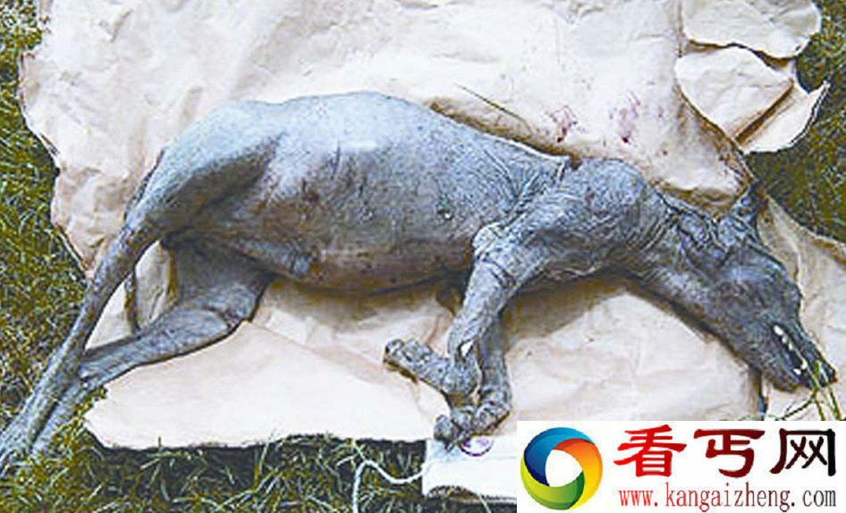 动物尸体