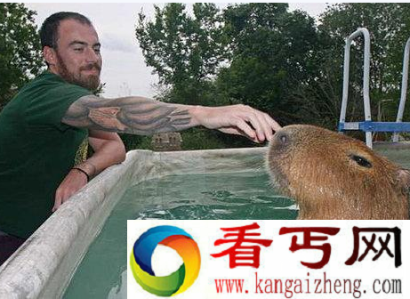 世界上最大的豚鼠