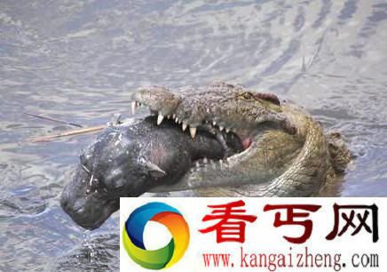 传奇尼罗鳄