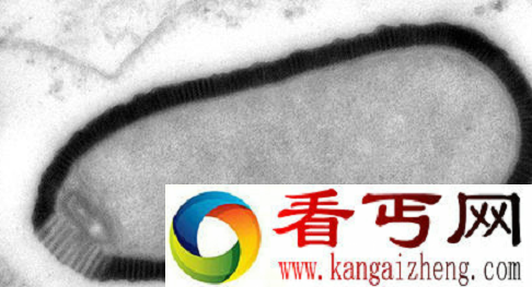 世界上最大的细胞