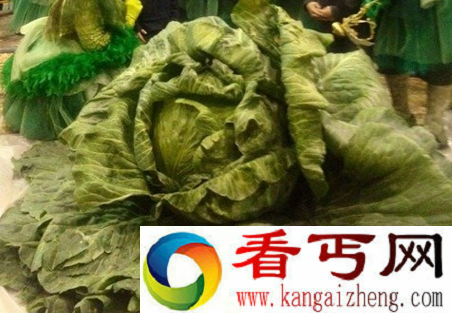 世界上最大的白菜