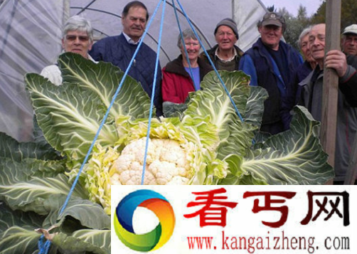 世界上最大的菜花