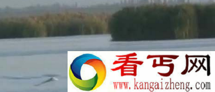 世界上最大的红海巨蛇