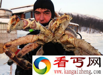 世界上最大的皇帝蟹