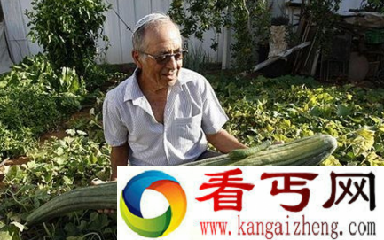 世界上最大的黄瓜