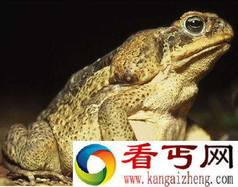世界上最大的蛤蟆