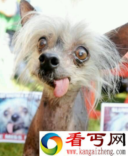 艾莉小妞
