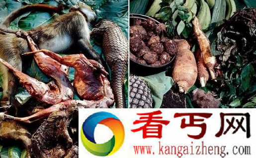 俾格米人的饮食