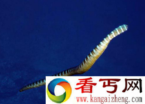 世界上体型最小的毒蛇