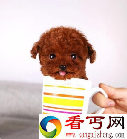 世界上体型最小的狗