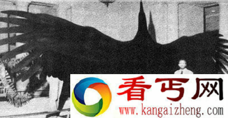 阿根廷巨鹰