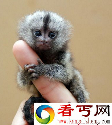 世界上体型最小的猴子