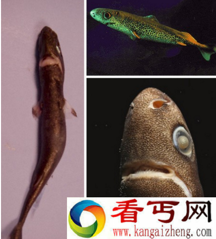 世界上体型最小的鲨鱼