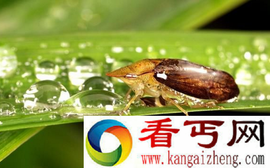 世界上跳得最高的动物