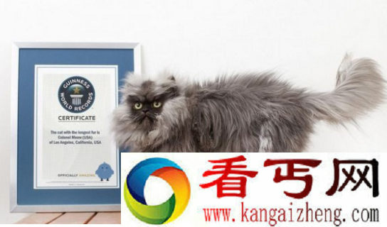 世界上毛最长的猫
