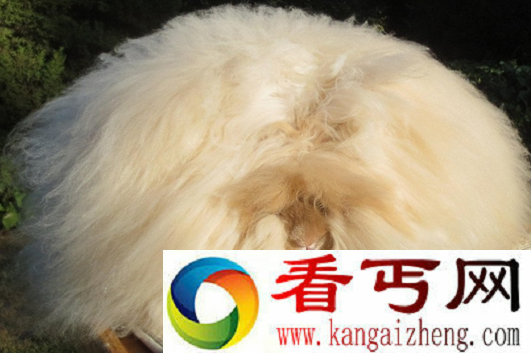 世界上毛最长的兔子