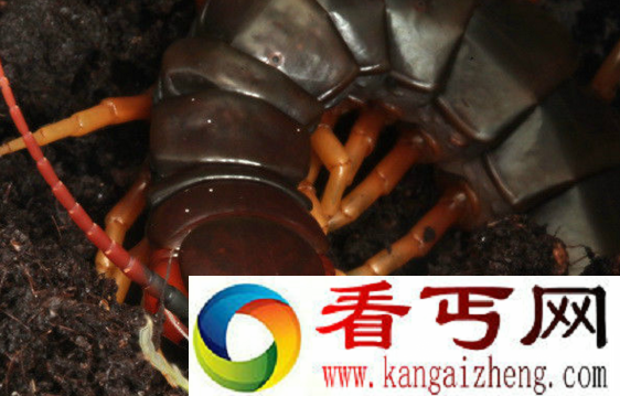 世界上面最大的蜈蚣虫