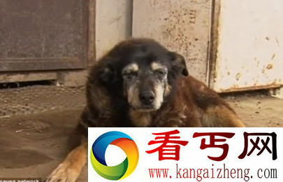 世界上年龄最大的狗