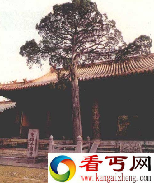 龙血树